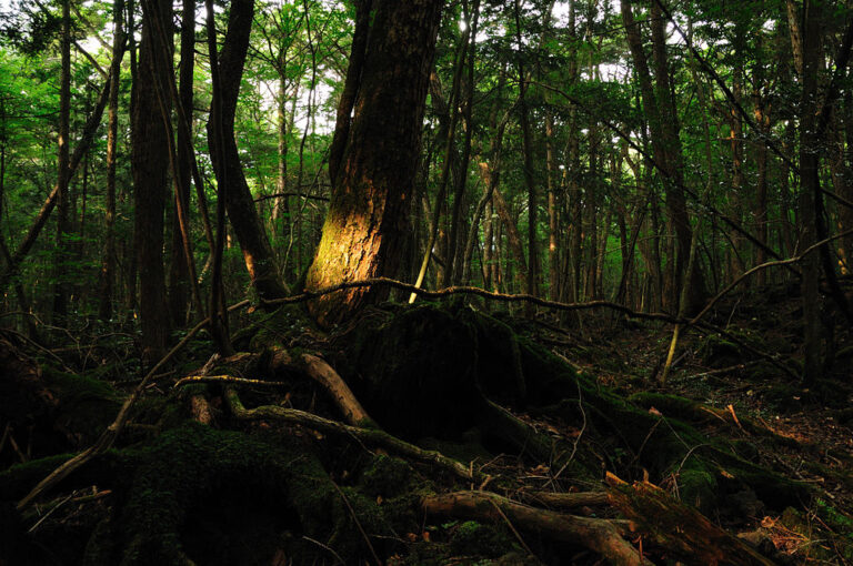 Les má mnoho tajemných zákoutí. FOTO: ajari / Creative Commons / CC BY 2.0