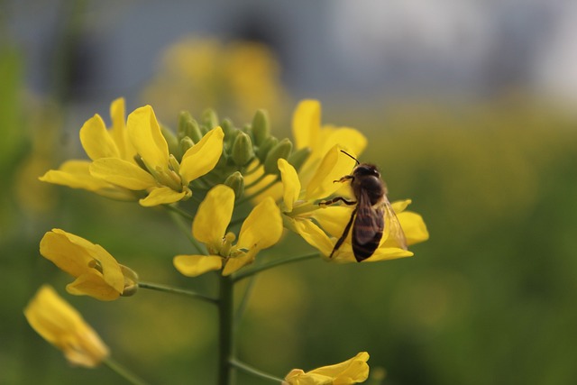 Hořčice je dobrým zdrojem pylu i nektaru. Hořčičný med se vzdáleně podobá řepkovému.(Foto: Navneet / Pixabay)