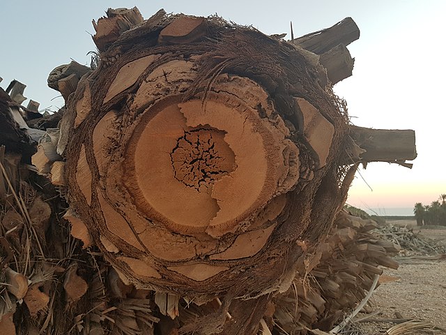 Také dřevo datlové palmy je ceněnou surovinou. Tyto stromy nemají letokruhy.(Foto: Eliran t / commons.wikimedia.org / CC BY-SA 4.0)
