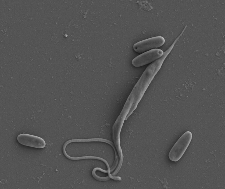 Parazitický prvok Blastocrithidia v sobě ukrýval genetické tajemství. Foto: Jan Votýpka