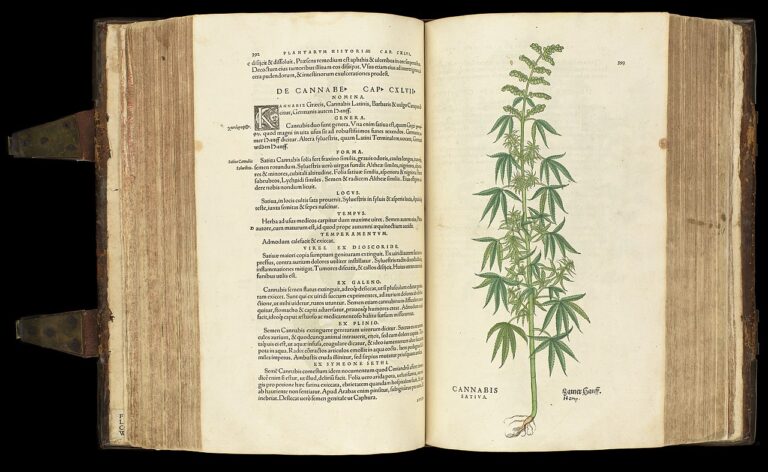 Účinky marihuany popisuje například spis o rostlinách „De historia stirpivm commentarii insignes ... ' vydaný roku 1542 v Basileji. FOTO: https://wellcomeimages.org/indexplus/obf_images/a2/b9/2ce3362c944bfbe90408d7051716.jpg/Creative Commons/CC BY 4.0