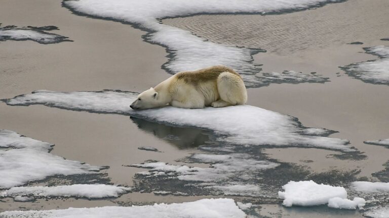 Také zvířata, žijící v blízkosti ledovců, budou mít ztížené životní podmínky následkem úbytku ledovcové hmoty. Foto: Shutterstock