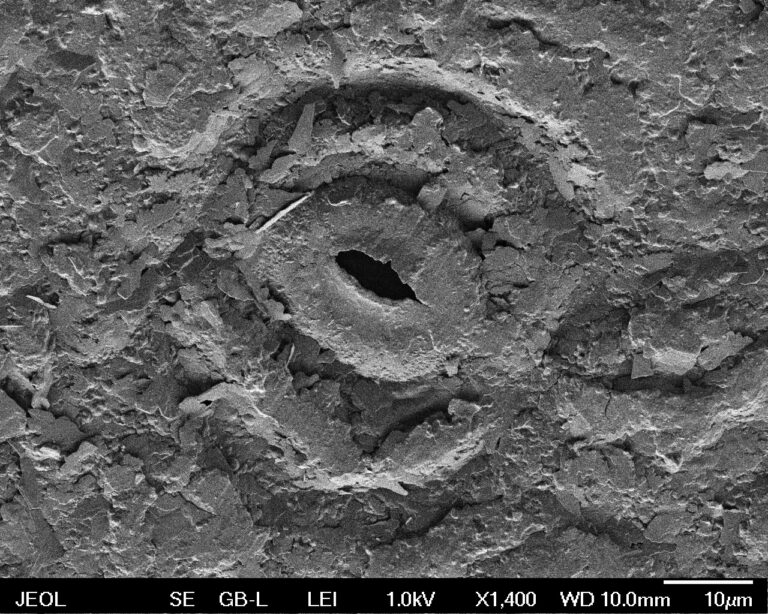 Povrch listu studovaného druhu Clusia rosea pod skenovacím elektronovým mikroskopem. Uprostřed vidíte průduch, kterým rostlina reguluje výdej vody a příjem oxidu uhličitého. „Kry“ po celém povrchu jsou vosky na povrchu kutikuly složené zde hlavně z alkanů. Foto: JČU