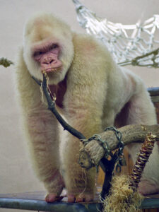 Sněhová vločka: Jediná bílá gorila na světě se stane miláčkem Barcelony