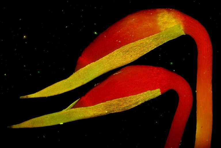 Kutikulu mají na povrchu i mechy. Zatímco zelené rostlinky snesou vyschnutí, tobolky by zahynuly. Proto mají na povrchu celkem silnou kutikulu a tak napodobují listy cévnatých rostlin (skoro vše velké, co nás obklopuje). Snímek je z fluorescenčního mikroskopu a červeně září chlorofyl. Tobolky jsou ho plné a tak je to důkaz, že jsou schopné fotosyntézy. Foto: JČU
