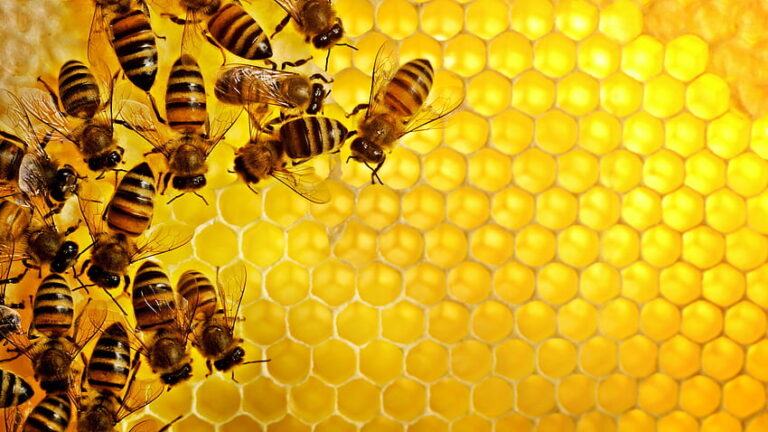 Sedmdesát ze 100 druhů plodin, které poskytují lidem přes 90 potravin, je opylováno včelami. (pxfuel)