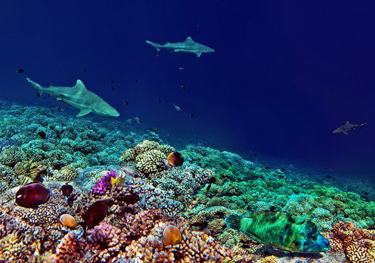Biodiverzita oceánů je klíčová pro fungování celé planety. Foto: Creative commons/Julius Silver/CC BY-SA 4.0