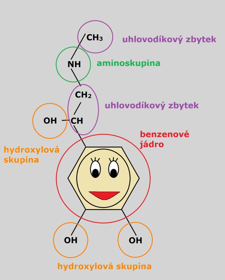Na tomto obrázku vidíme chemickou strukturu adrenalinu – benzenové jádro, hydroxylové skupiny, uhlíkaté zbytky (ethyl, methyl), aminoskupina – adrenalin je odvozen od aminokyseliny tyrosinu. Ilustrace: Archiv