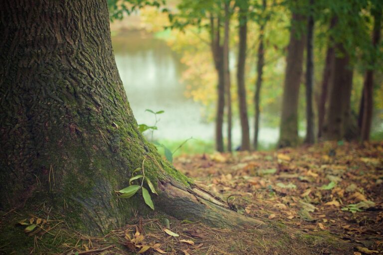 Biologické centrum plánuje vysázet řídký les, složený z vrb a dubů, které by se pravidelně ořezávaly. Foto: Pixabay