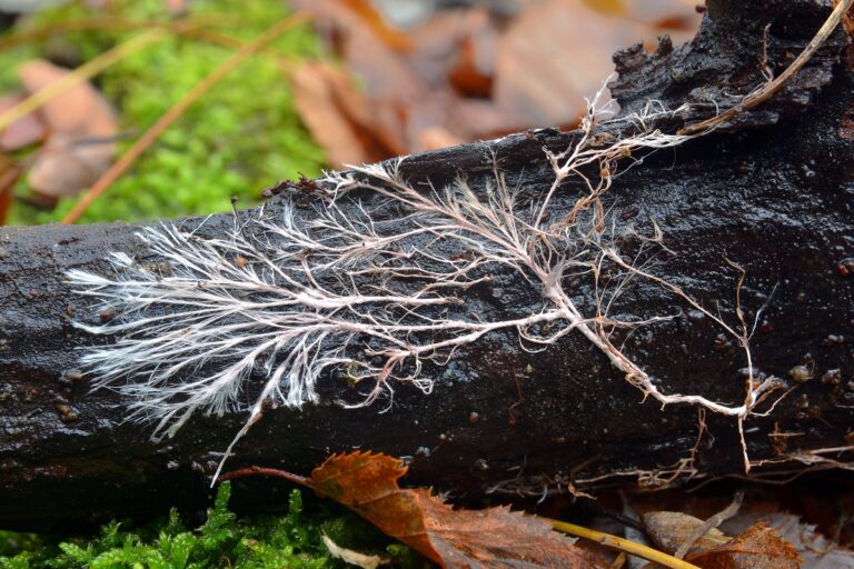 Mycelium neboli podhoubí je ta část houby, která roste pod zemí a zásobuje houbu živinami. Foto: Stavební spořitelna České spořitelny (Buřinka)