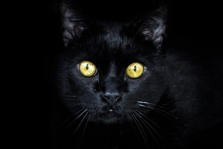 Kočka vidí ve tmě bez problémů. Člověk se to prý může naučit také! Foto: Angeleses / Pixabay.