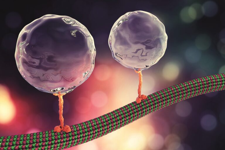 Vir dokáže využívat systémy vnitrobuněčného transportu a nechat se do těla neuronu donést. Foto: Shutterstock