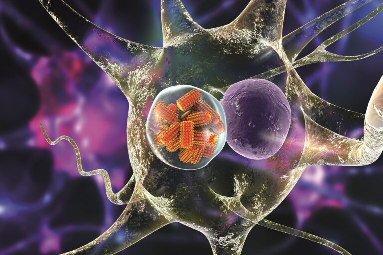 Snahu množit se nenápadně dokládají nálezy tzv. Negriho tělísek, uzavřených váčků s virem v nervových buňkách. Foto: Shutterstock