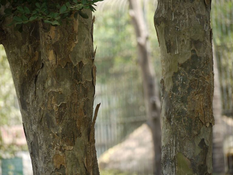 Guajakové dřevo se stalo žádaným obchodním artiklem. FOTO: Dinesh Valke from Thane, India/Creative Commons/CC BY-SA 2.0