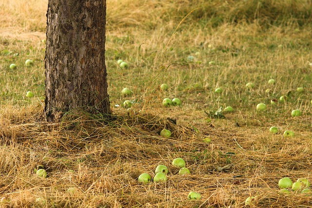 Jablka blízko stromu znamenají při sklizni méně práce, ale v lidové moudrosti je to jinak.(Foto: Manfred Richter / Pixabay)