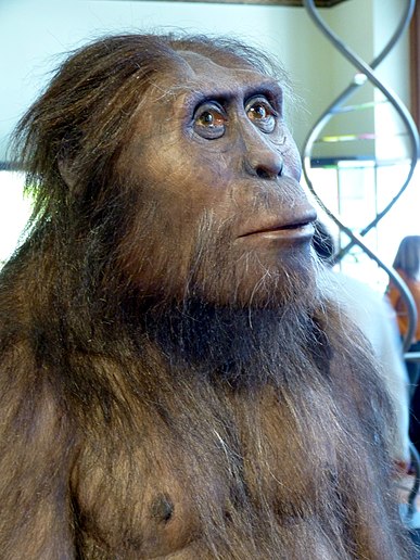 Australopithecus s klidem jedl i ořechy. FOTO: Wolfgang Sauber/Creative Commons/CC BY-SA 4.0