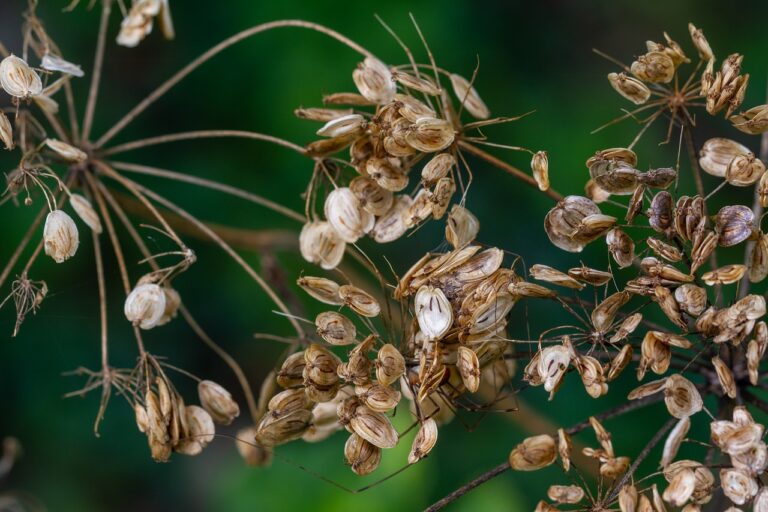 Semena bolševníku. Na zamoření je zaděláno... Foto: Pixabay