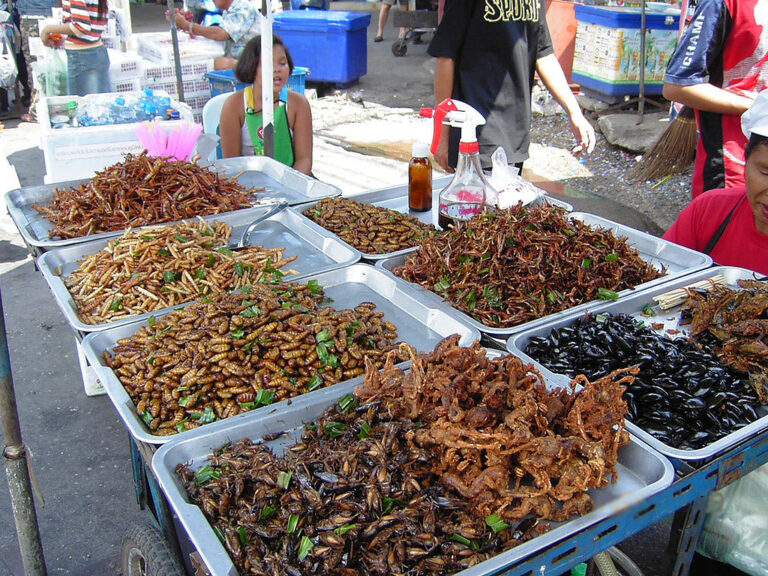 Ačkoliv u nás je to stále spíše rarita, hmyz se běžně konzumuje ve 130 zemích světa. FOTO: User:Takoradee / Creative Commons / CC BY-SA 3.0