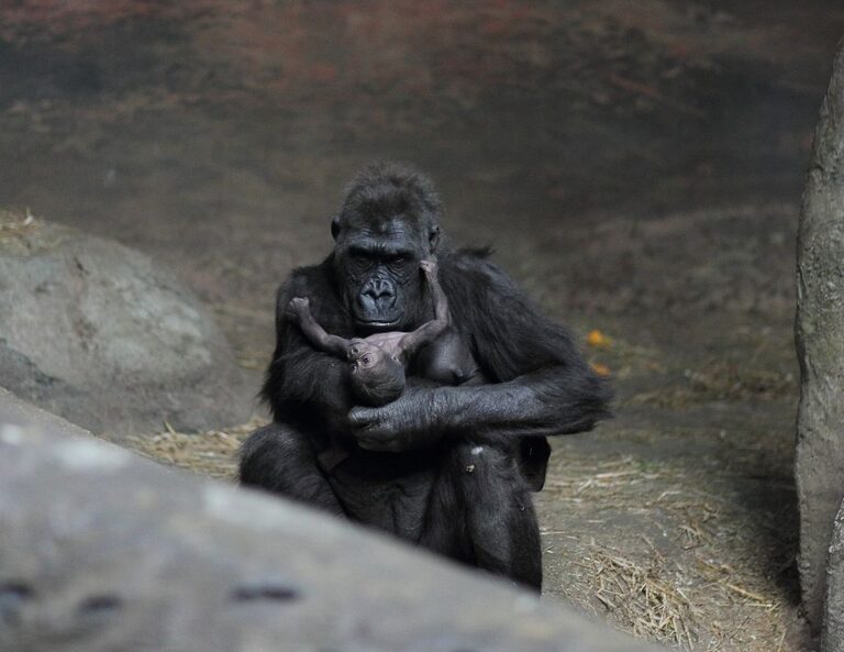 Největší žijící primáti mívají menší počet potomků, o které láskyplně pečují. FOTO: Sage Ross / Creative Commons / CC BY-SA 3.0