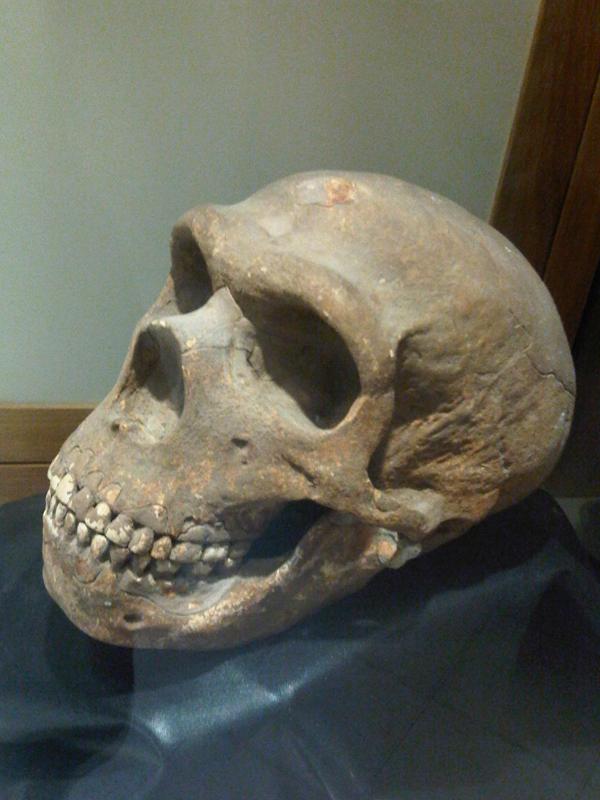 I zachovalá lebka neandertálce z Maltského muzea mnohé prozradí. FOTO: Emőke Dénes/Creative Commons/CC BY-SA 4.0