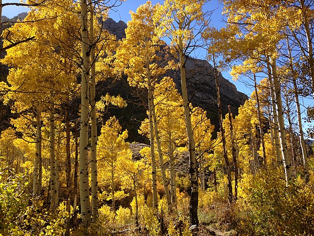 Podzim je obdobím, kdy se tyto okouzlující stromy mění na chvějící se zlato.(Foto: Famartin / commons.wikimedia.org / CC BY-SA 3.0)