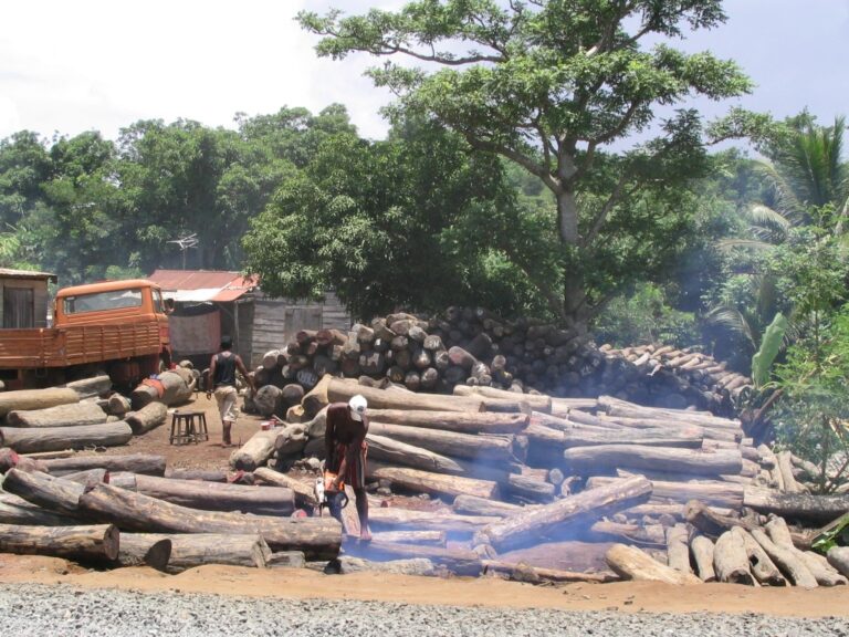 Odlesňováním se lidstvo připravuje o možné cenné spojence proti smrtícím chorobám. FOTO: Erik Patel / Creative Commons / CC BY-SA 3.0