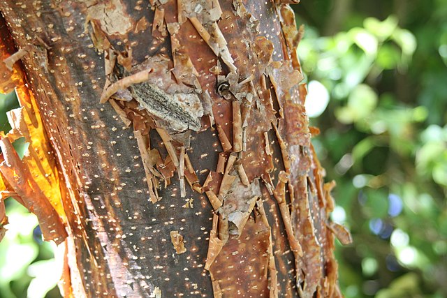 Kůra stromu zvaného jiote pomohla mayským stavbám odolat vlivu času i počasí. (Foto: Ryan Sholin / commons.wikimedia.org / CC BY-SA 4.0)