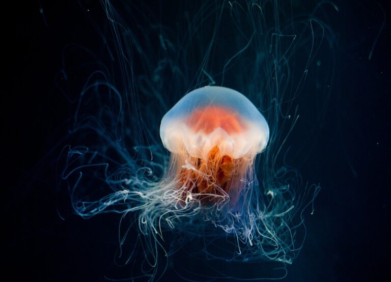 Medúzy byly na Zemi o 500 milionů let dříve než dinosauři! Foto: Andrea294 / Pixabay.