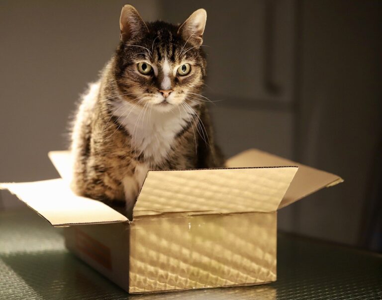 Kočky milují krabice, cítí z nich bezpečí. A mají je i jako pozorovatelnu. Foto: Nennieinszweidrei / Pixabay.