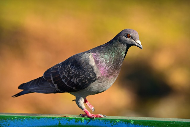 Pečení holubi do úst nepřiletí, tak se aspoň pokochejme krásným zbarvením jejich peří.(Foto: MabelAmber / Pixabay)
