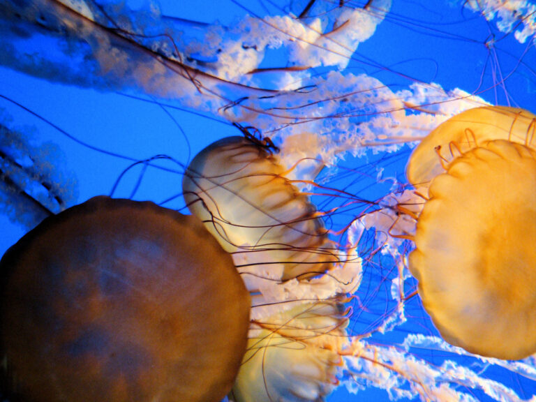Medúzy druhu Chrysaora fuscescens neboli tichomořské kopřivy vám dokážou pěkně znepříjemnit koupání v moři. Nebezpečné však nejsou. Foto: by jimg944 / Creative Commons / CC BY 2.0.