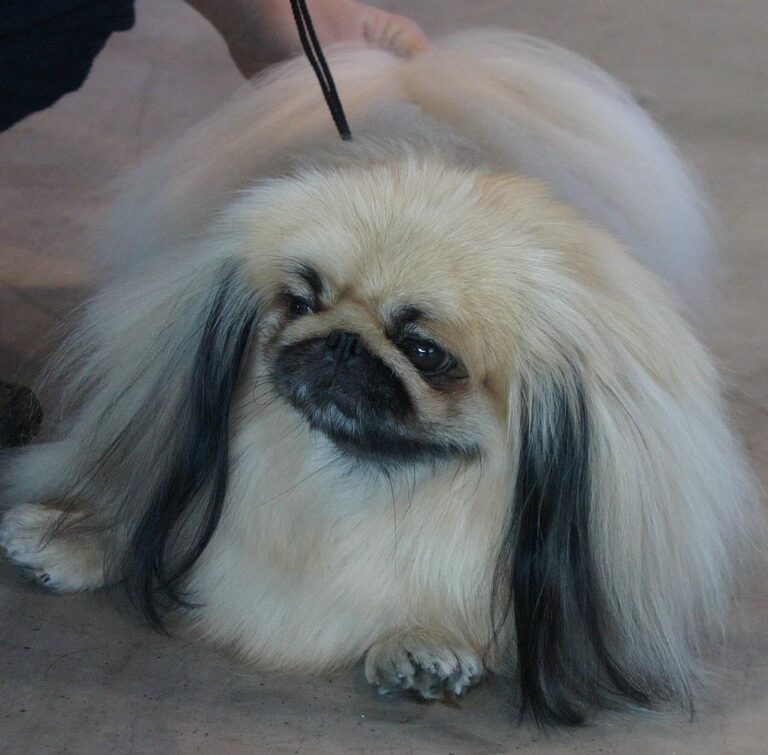 Palácový psík dělá společnost čínským císařovnám. FOTO: Joliot/Creative Commons/CC BY-SA 3.0