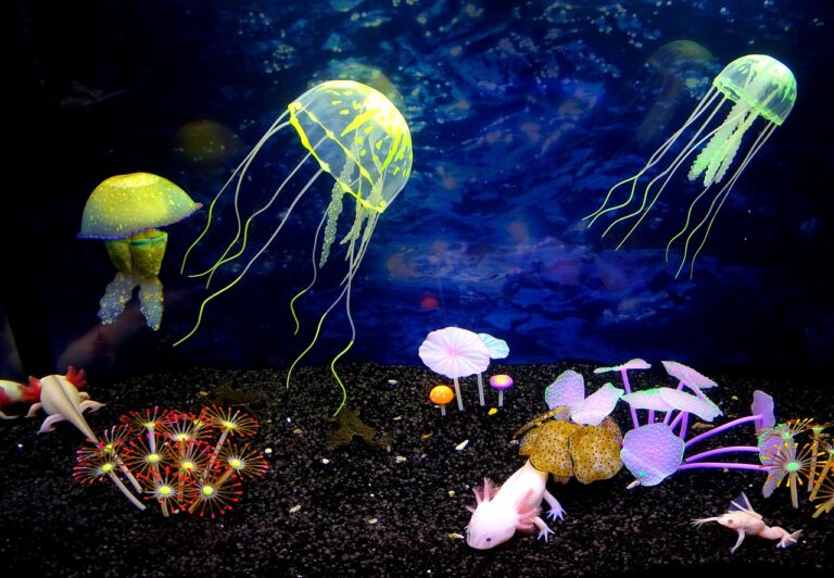 Asi polovina druhů medúz má díky speciálním proteinům světélkující schopnosti. Foto: Lilimihailova / Pixabay.