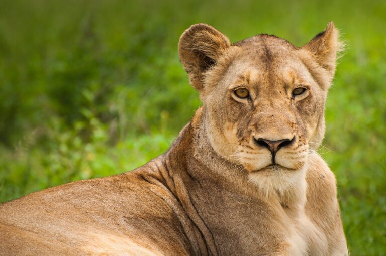Lev dorůstá délky až 250 centimetrů, lvice 175. Foto: Pixabay