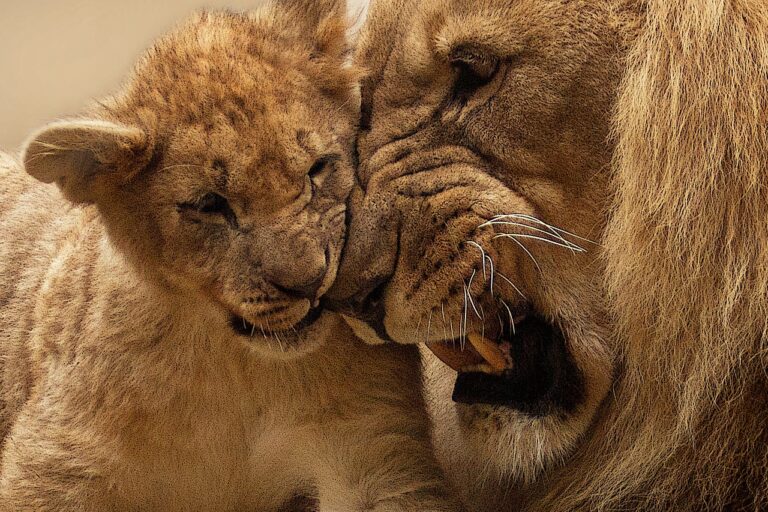 Lví smečka obývá teritorium velké až 400 kilometrů čtverečních. Foto: Pixabay