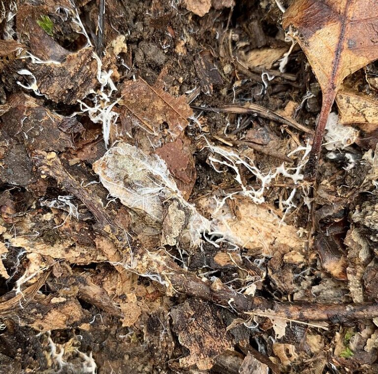 Bílá vlákna houbového mycelia jsou občas viditelná pod listy. FOTO: PerytonMango / Creative Commons / CC BY-SA 4.0