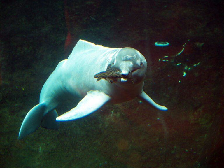 Savci, kteří se vrátili zpět do vody, inklinovali k masožravosti a delfíni nejsou výjimkou. FOTO: Dennis Otten / Creative Commons / CC BY-SA 3.0