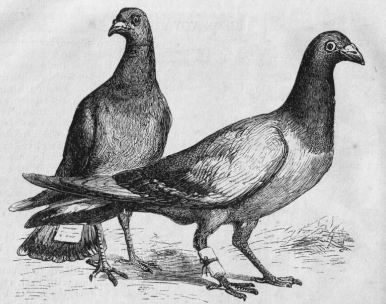 Poštovní holuby s připevněnými vzkazy. Rytina z 19. století. FOTO: Neznámý autor/Creative Commons/Volné dílo