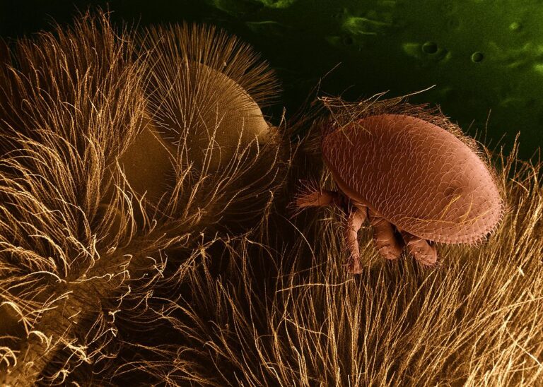 Původce nemoci varoáza, parazit Varroa destructor, na včelím těle. FOTO: Courtesy, Eric Erbe, Christopher Pooley / Creative Commons / volné dílo