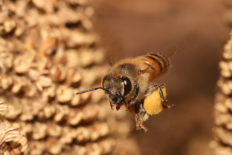 Včela hraje nezastupitelnou úlohu v opylování, a tím i zprostředkování potravy pro člověka. FOTO: Muhammad Mahdi Karim / Creative Commons / GFDL 1.2