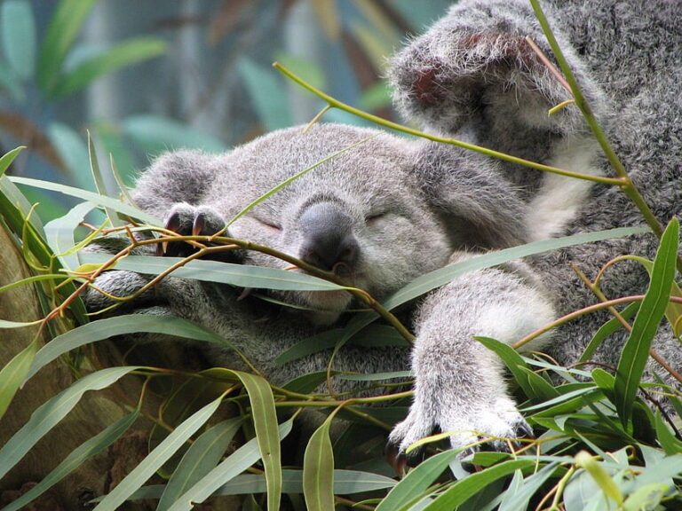 Koala prospí 18-20 hodin denně. Foto: pxfuel