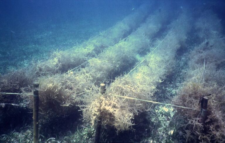 Podvodní farma určená k pěstování mořské řasy Eucheuma na Filipínách. FOTO: Derek Keats / Creative Commons / CC BY 2.0