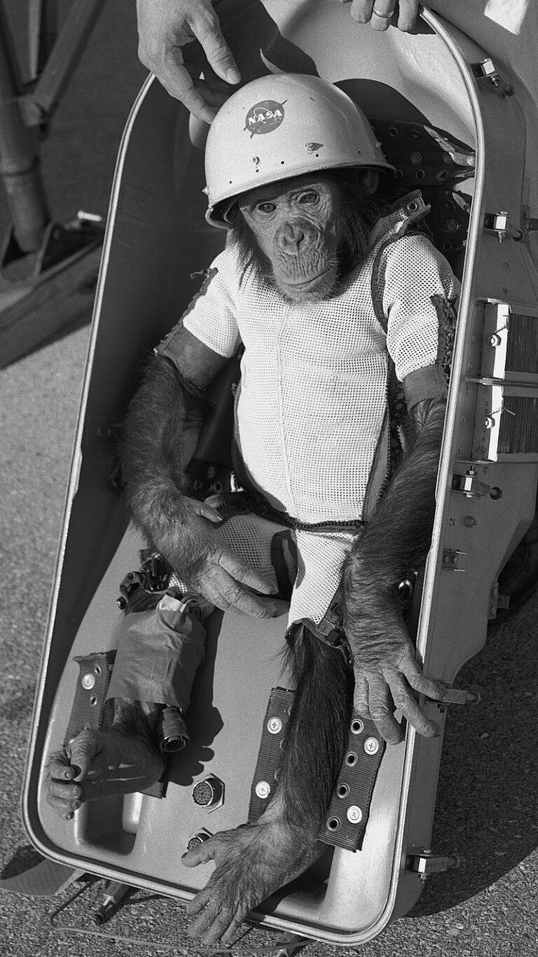 Šimpanz Ham před svým zkušebním letem. FOTO: NASA/Creative Commons/Public Domain