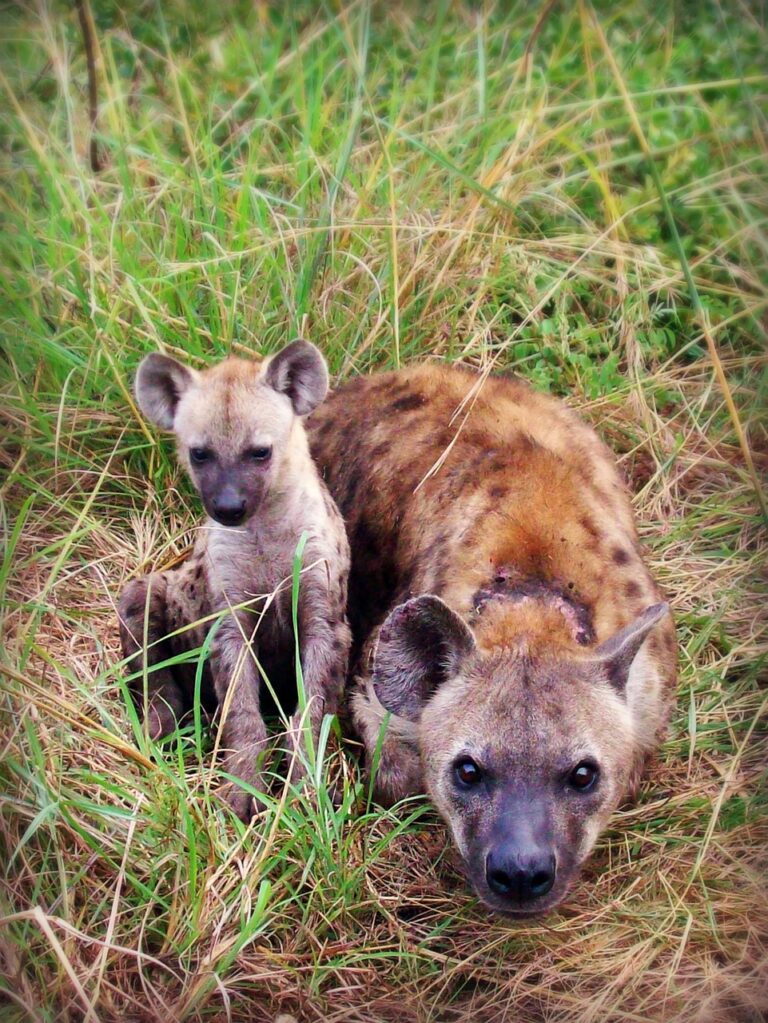 Hyeny jsou skvělé matky. Foto: Pixabay