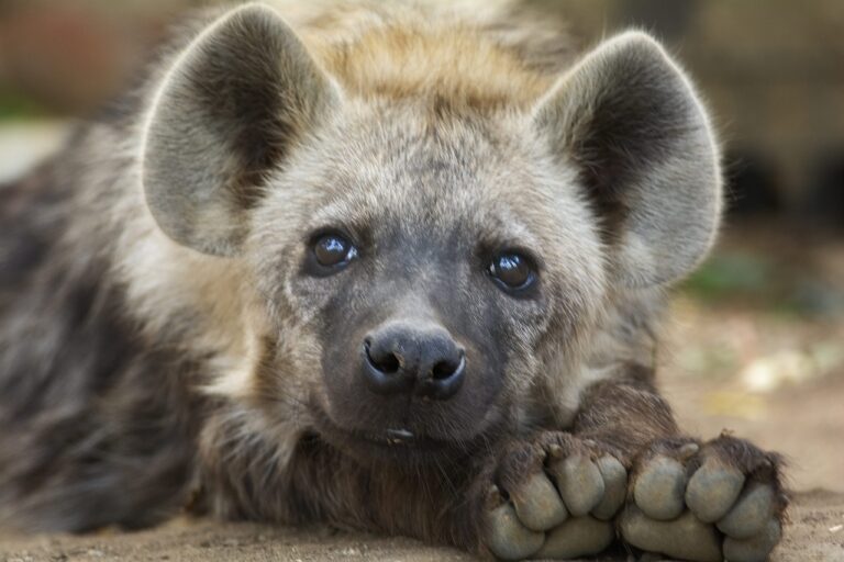 S kým jsou hyenovité šelmy příbuzné? Na první pohled by se zdálo, že se psovitými. Jenže právě pravěký konkurenční boj s nimi možná stojí za vyhynutím většiny hyen. Mají hyeny blíž ke kočkovitým šelmám? Vždyť rod Chasmaporthetes připomíná nejvíc ze všech zvířat geparda. Vyhyne ale při prvních dobách ledových. Skutečnými příbuznými hyen jsou překvapivě cibetky (Viverrinae). Od nich se hyeny oddělí na konci starších třetihor. Foto: Pixabay