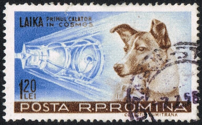 Lajka byla obětována pro vesmírný výzkum, stala se tak nedobrovolnou hrdinkou Sovětského svazu. FOTO: Posta Romana - 1959/Creative Commons/Public Domain
