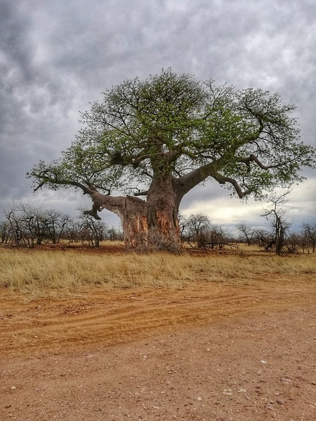 Baobaby jsou v krajině nepřehlédnutelné.(Foto: Dennis / Pixabay)