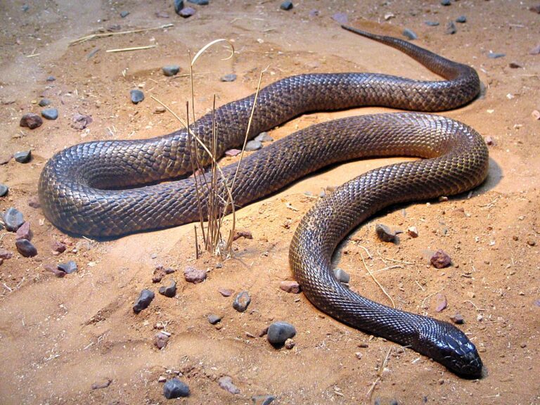 Taipan menší, plachý druh hada žijícího v centrálních částech Austrálie. FOTO: XLerate / Creative Commons / CC BY-SA 3.0