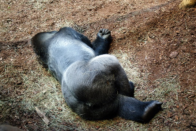 Jiní primáti se bez něj naopak obejdou. (Foto: Bogdan Safinowski / Pixabay)