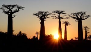 Baobaby: Stromy, které hubnou